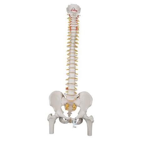 3B SCIENTIFIC Classic Flexible Spine with Femur Heads - w/ 3B Smart Anatomy 1000122